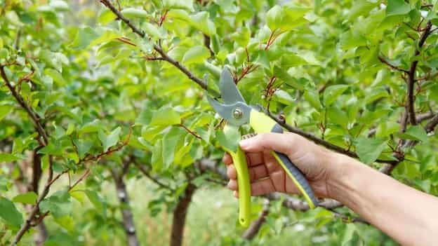 فواید هرس برای گیاهان و درختان