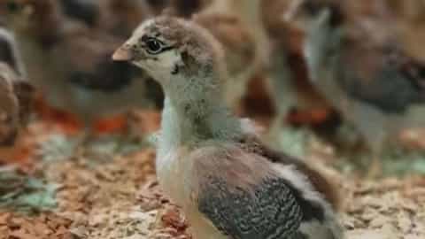 اهمیت استفاده از پوشال مرغداری