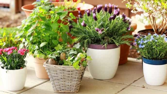 نحوه کاشت گل در گلدان پلاستیکی