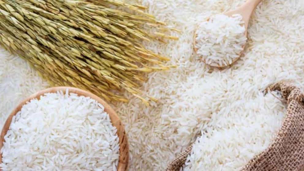 انواع گونه های برنج ایرانی