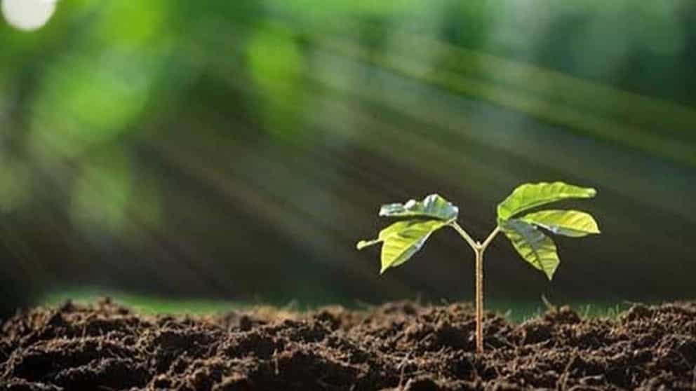 ویژگی‌ های یک نهال خوب چیست و چگونه آن را تشخیص دهید؟