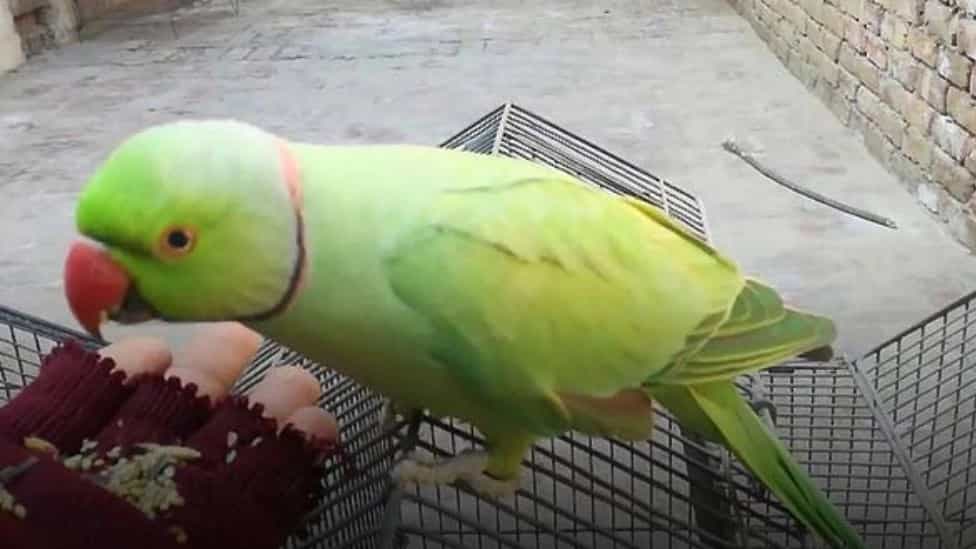 اصول نگهداری طوطی سبز و ملنگو