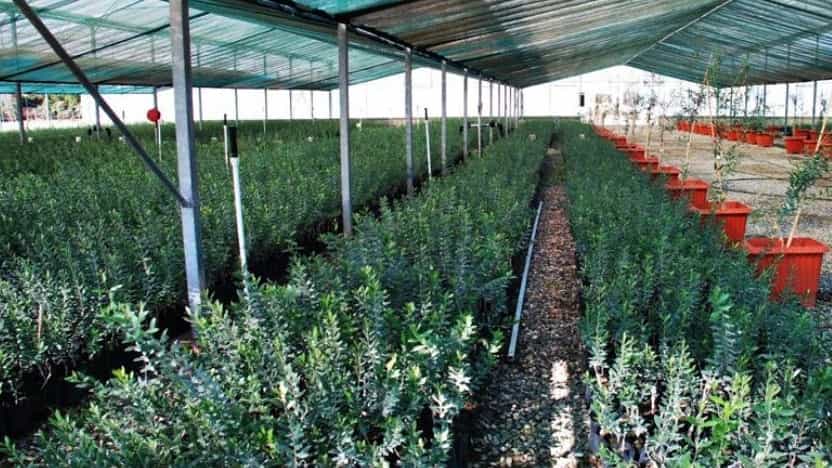 چه نهال هایی را می توان در آپارتمان پرورش داد؟