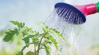 نحوه نگهداری نهال