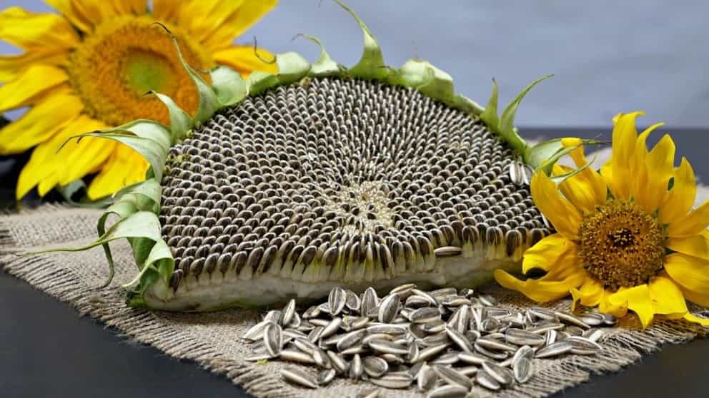 ماشین سازی کرال صنعت