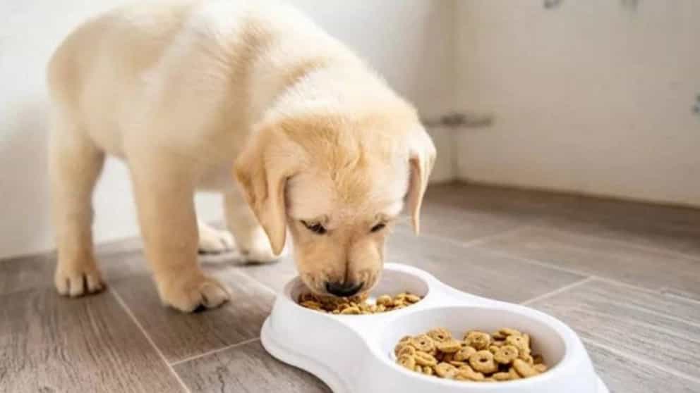 غذای سگ برای نژادهای مختلف