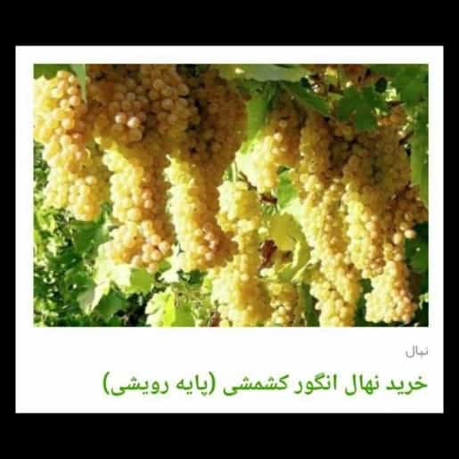 1705819431732.webp