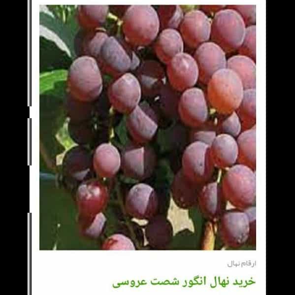1705819466330.webp