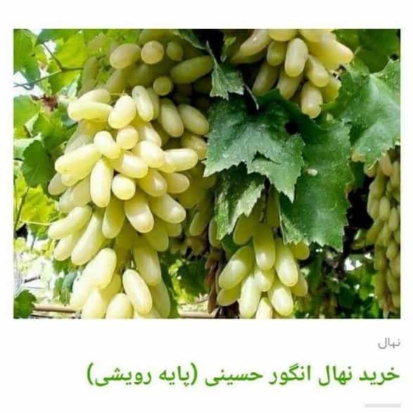 1705819490133.webp