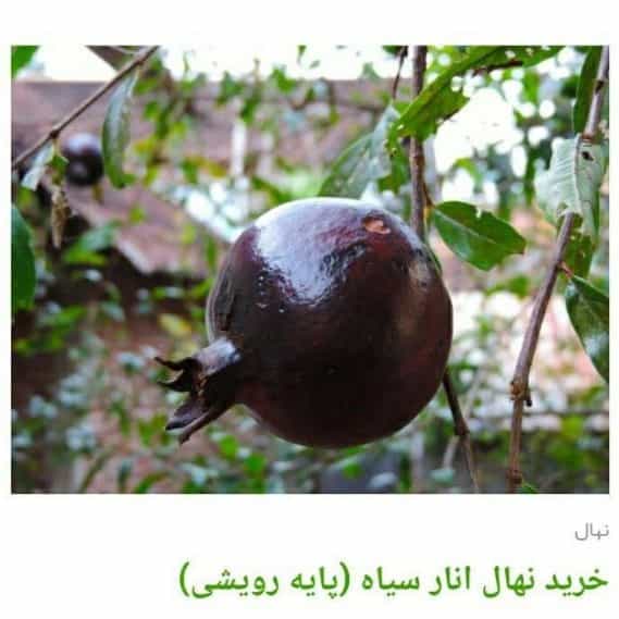 1705830536213.webp