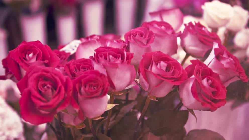 مناطق مناسب برای کاشت انواع گل رز عطری