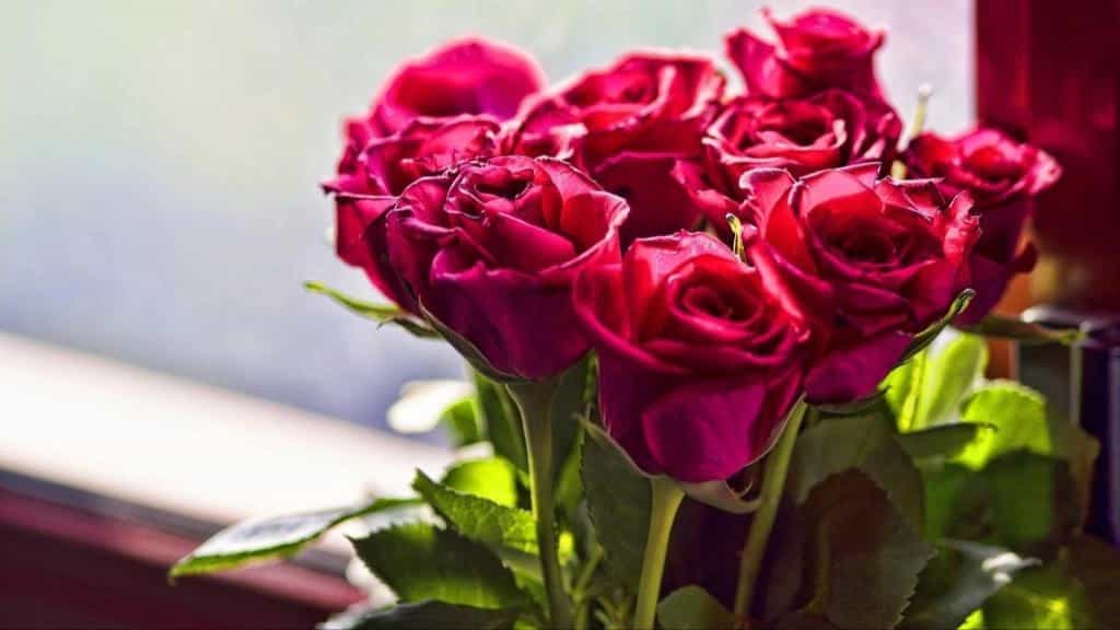 تفاوت رز هلندی و رز ایرانی