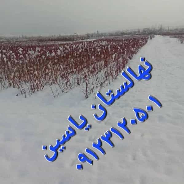 1706343105355.webp