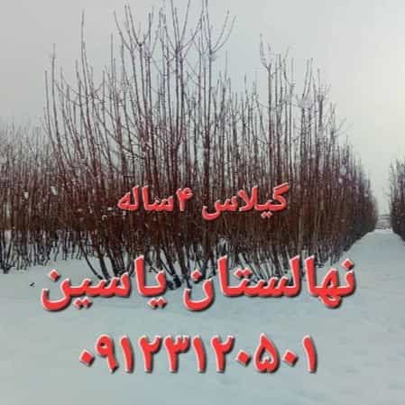 1706343176064.webp