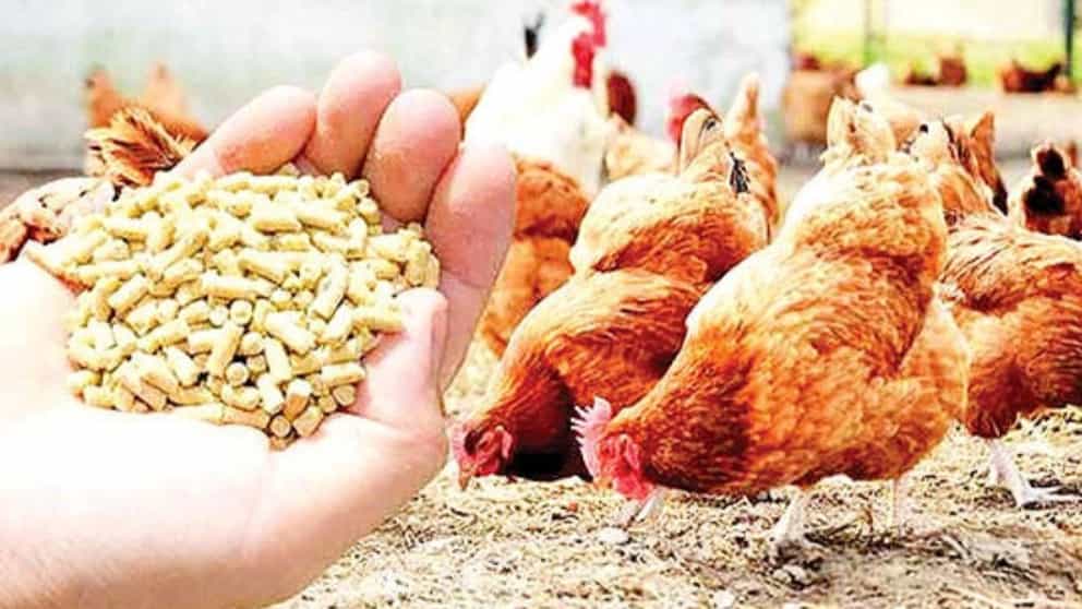فروش عمده خوراک دام و طیور علیلو خوی آذربایجان غربی
