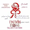 تولید و پخش قلمه گل رز هلندی پروین در یاسوج