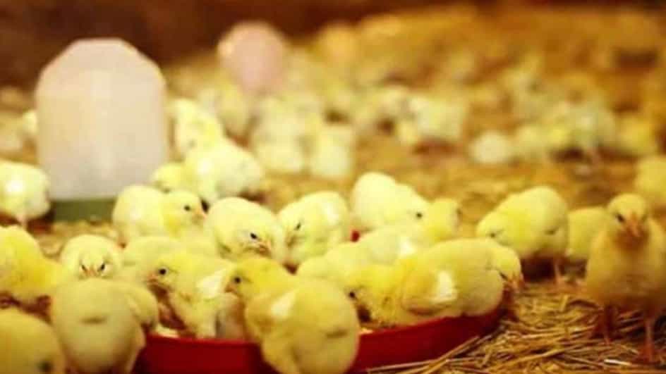 تأثیر تجهیزات مرغداری در سلامت جوجه ها