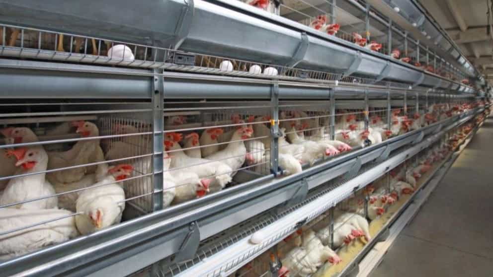 انواع قفس مرغداری صنعتی
