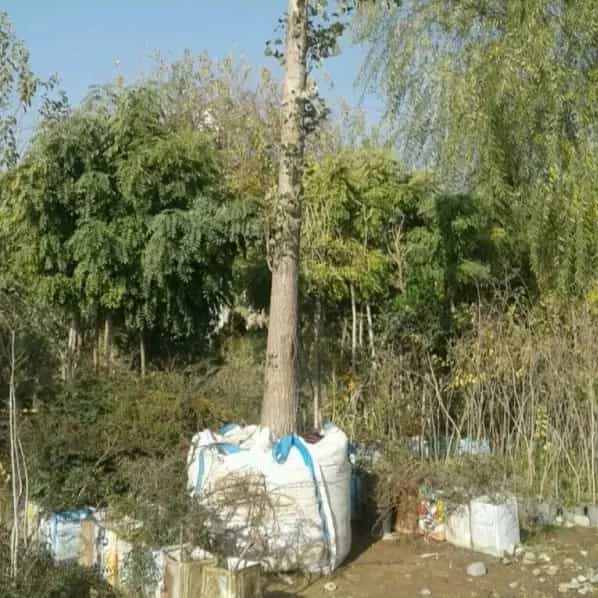 1714629689449.webp