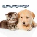 کلینیک و دامپزشکی پاو در کلاچای گیلان