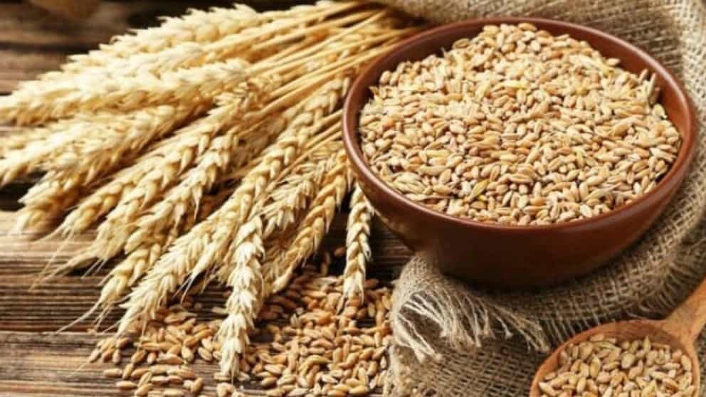 محصولات کشاورزی خدابخشی ،تولید و فروش عدس گندم و جو درخوزستان
