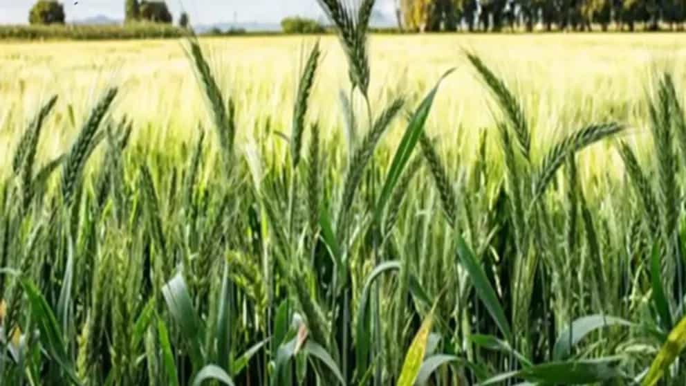 شرایط مناسب برای رشد گندم