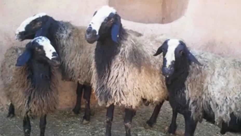 بررسی ویژگی‌ های نژاد گوسفند شال