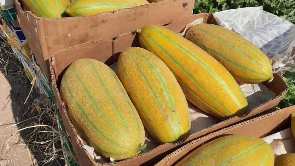 تره بار فریبرز، فروش و بسته بندی میوه و تره بار در رودان