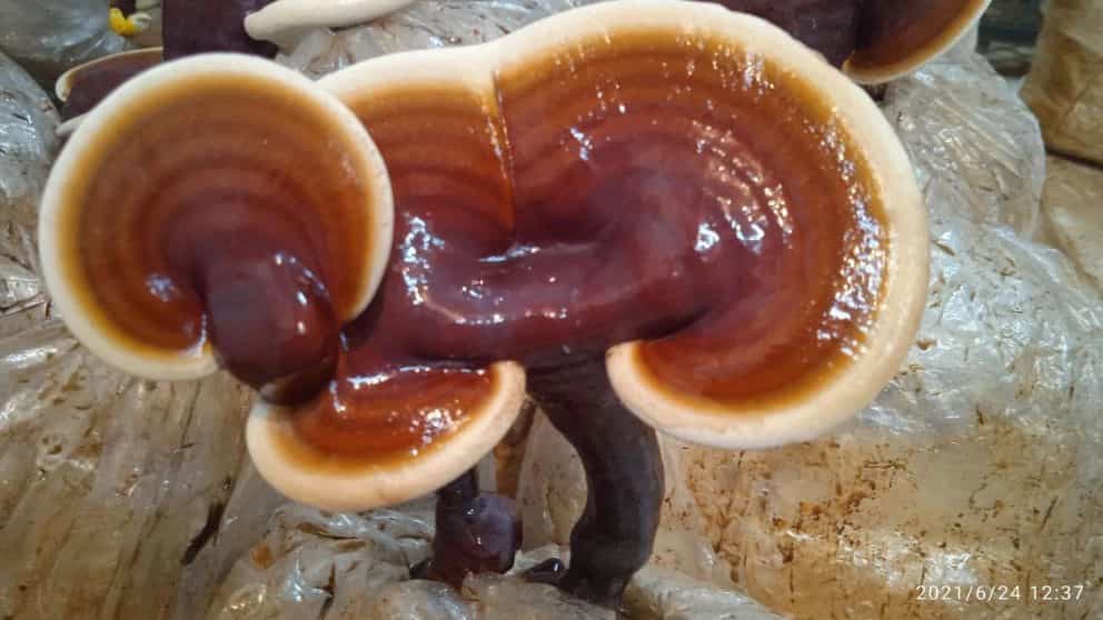 خواص قارچ گانودرما