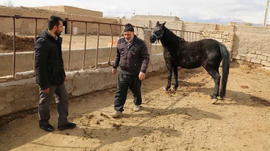 شغل پرورش اسب