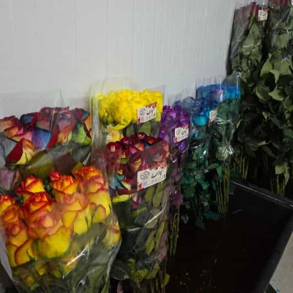 1723108372580.webp