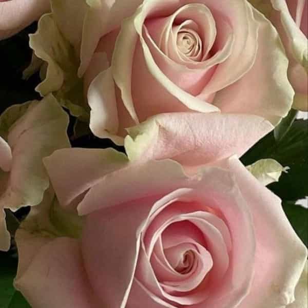 1724308392874.webp