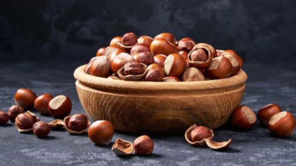 فراوری فندق در گیلان