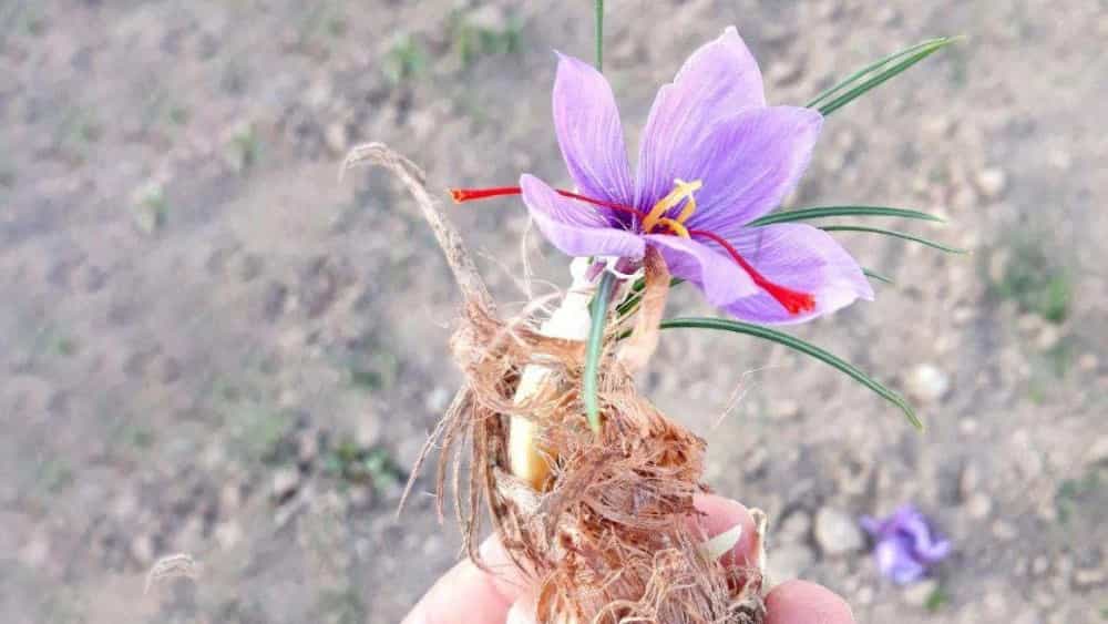 زعفران چیست و چگونه رشد می‌کند؟