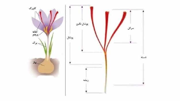 اجزای زعفران