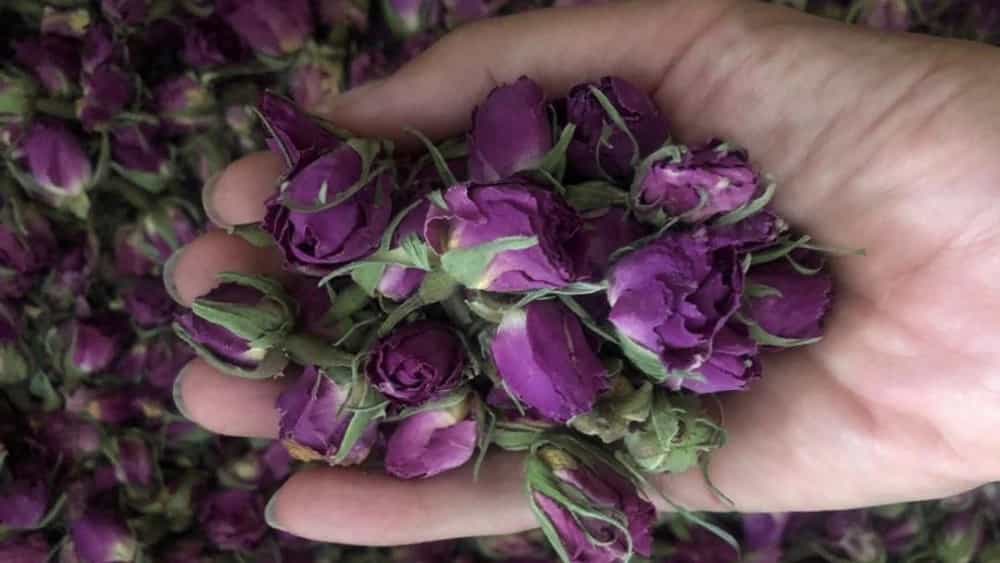 خواص بی نظیر غنچه ی گل محمدی
