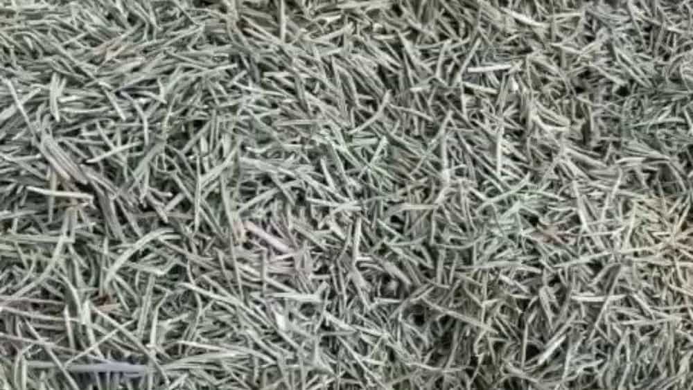 فروش ویژه رزماری با قیمت مناسب