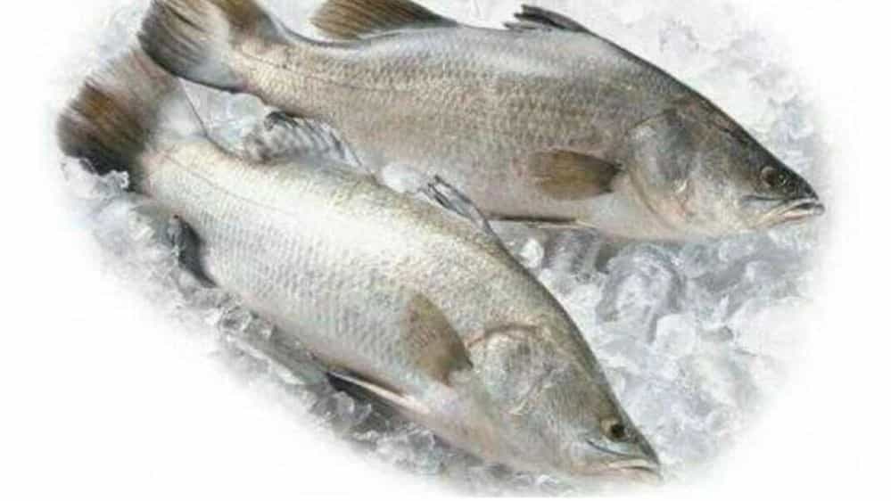 ماهی های سی بس