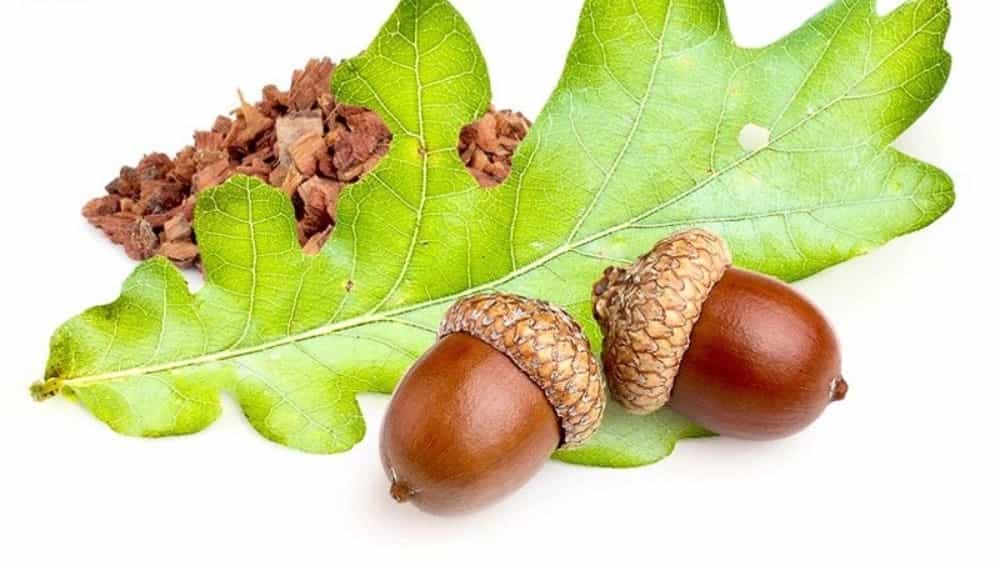 خواص بلوط برای درمان بیماریها