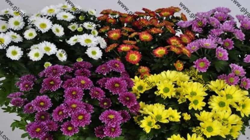 گل داوودی خوشه ای