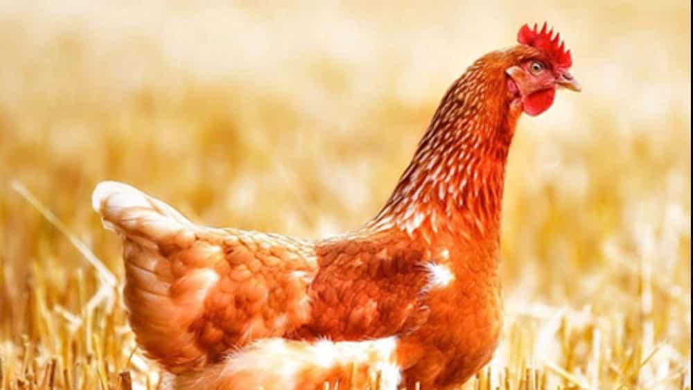 ارزش غذایی مرغ محلی سوپر چیکن ( مرغ برتر)