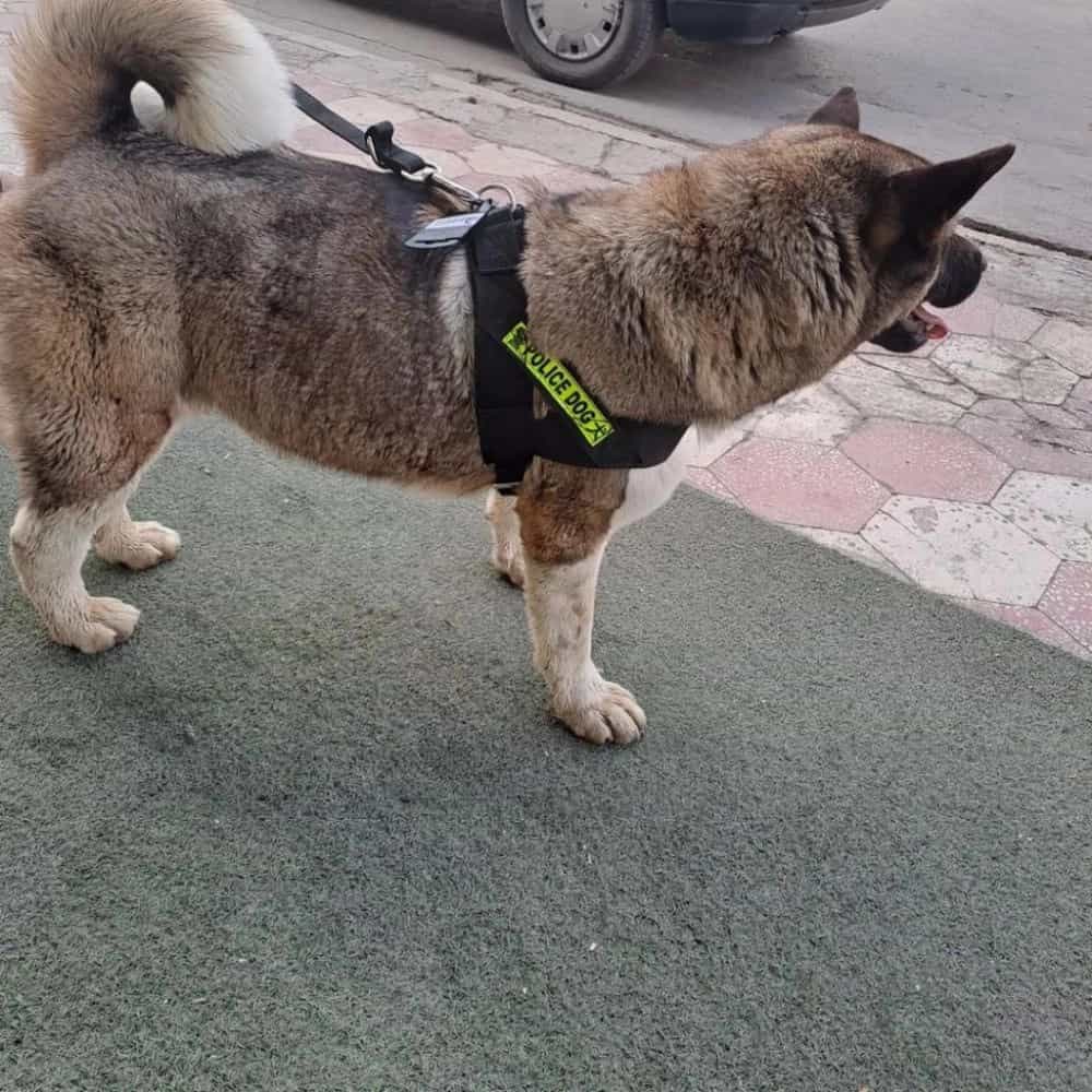 1731304009267.webp