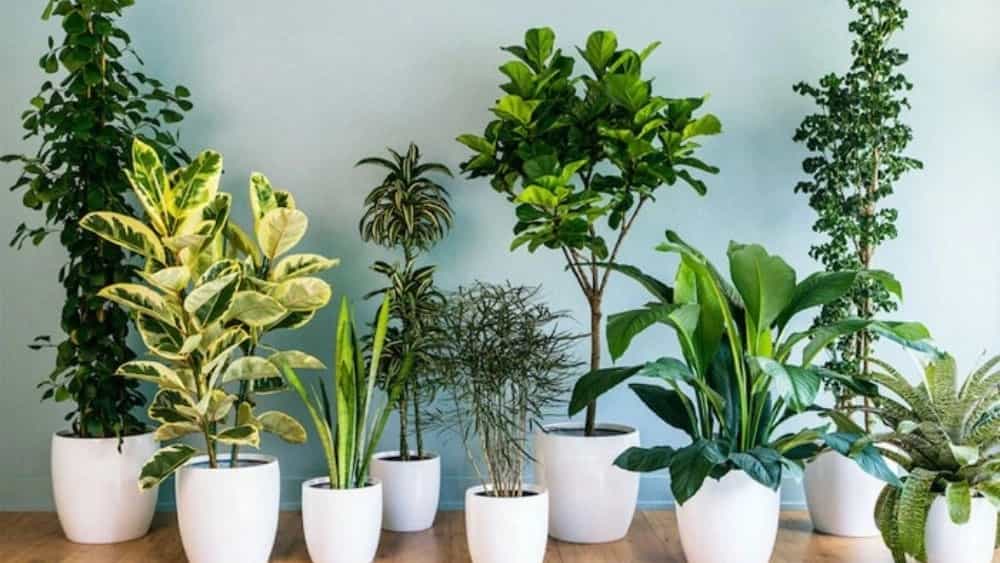 انتخاب انواع گل های زینتی و آپارتمانی برای فضای خانه