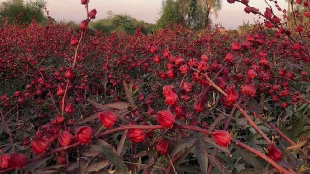 شروع برداشت چای ترش صادراتی کرمان