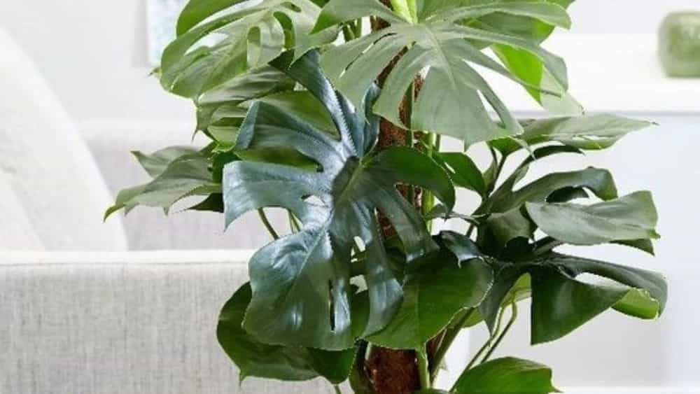 نحوه نگهداری از گل های طبیعی