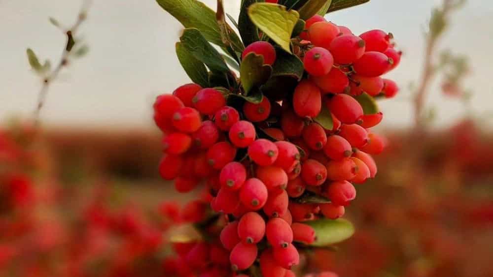 نگین سرخ، فروش زعفران و زرشک در قائنات خراسان جنوبی