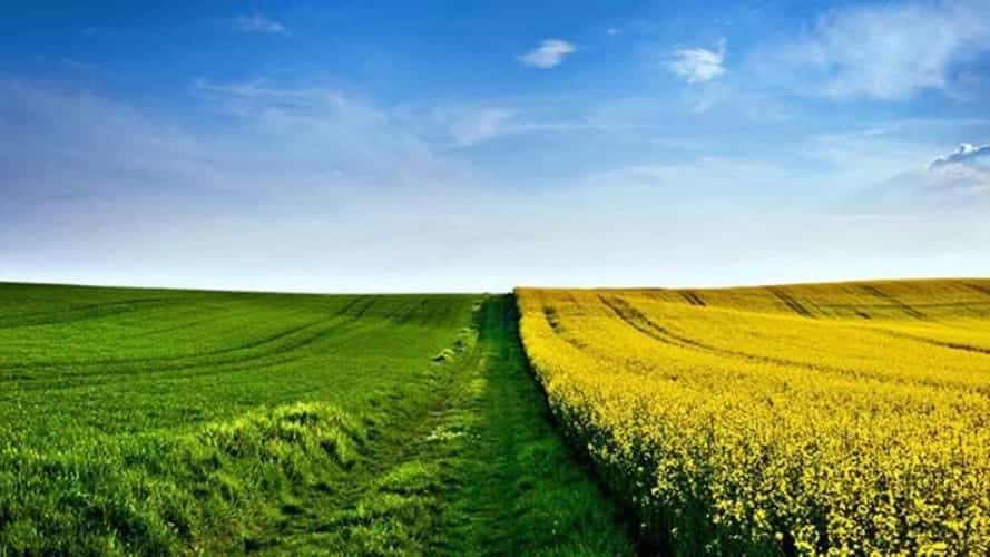 برنج فروشی مازندران