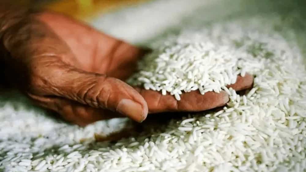 خرید برنج از آستانه اشرفیه
