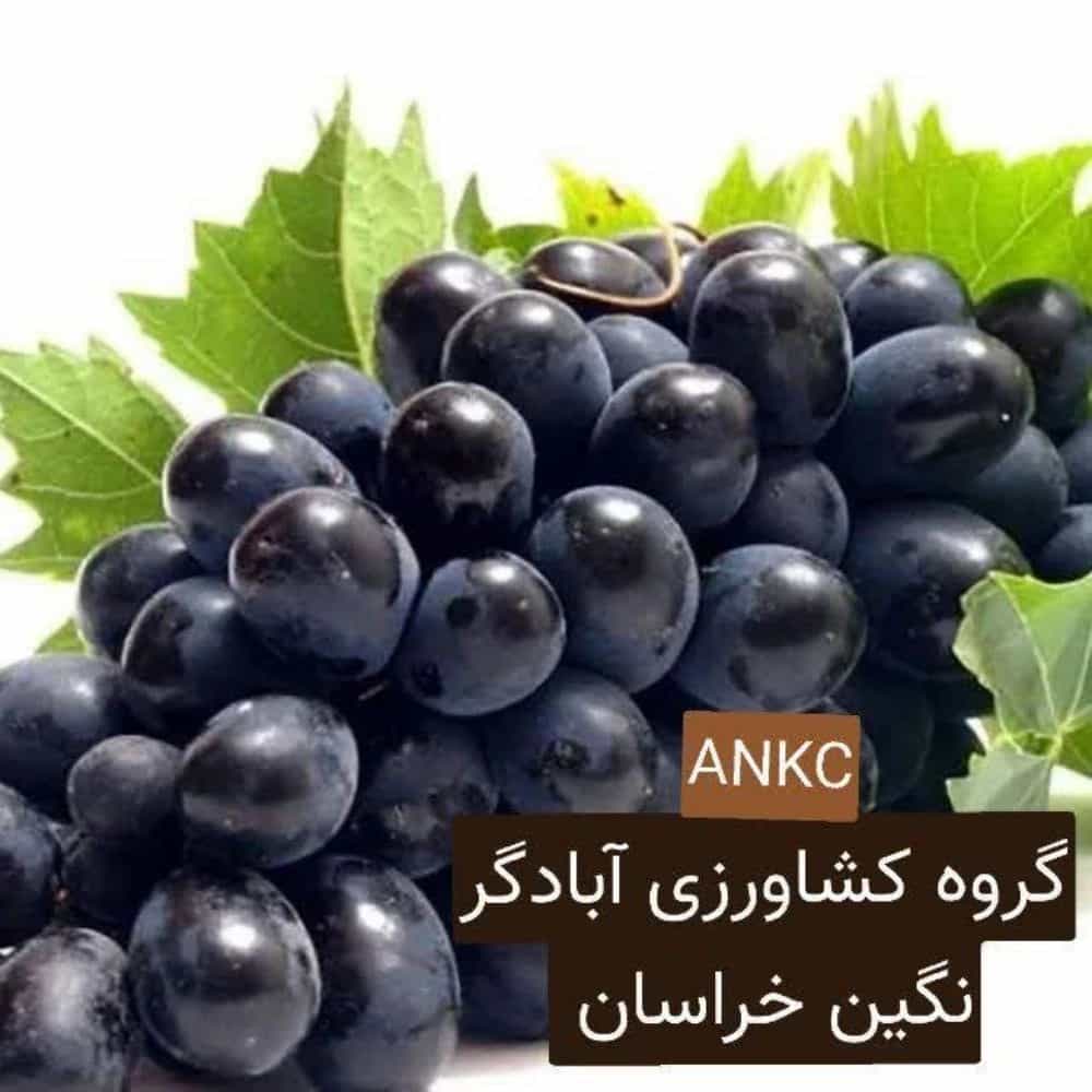 1734337026062.webp
