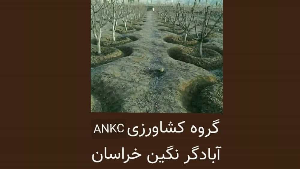 تامین نهال مثمر و غیر مثمر در جغتای خراسان رضوی